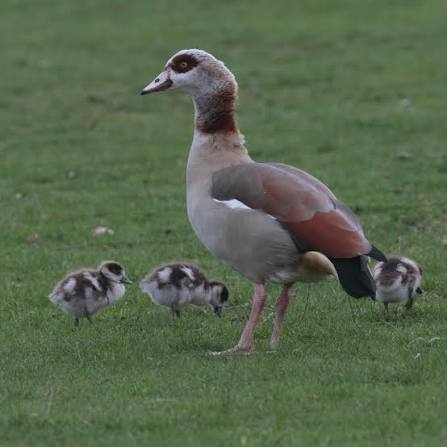 Egyptian goose (Alopochen aegyptiaca)